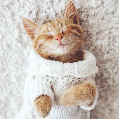 Pet perfect carpet | The Flooring Center