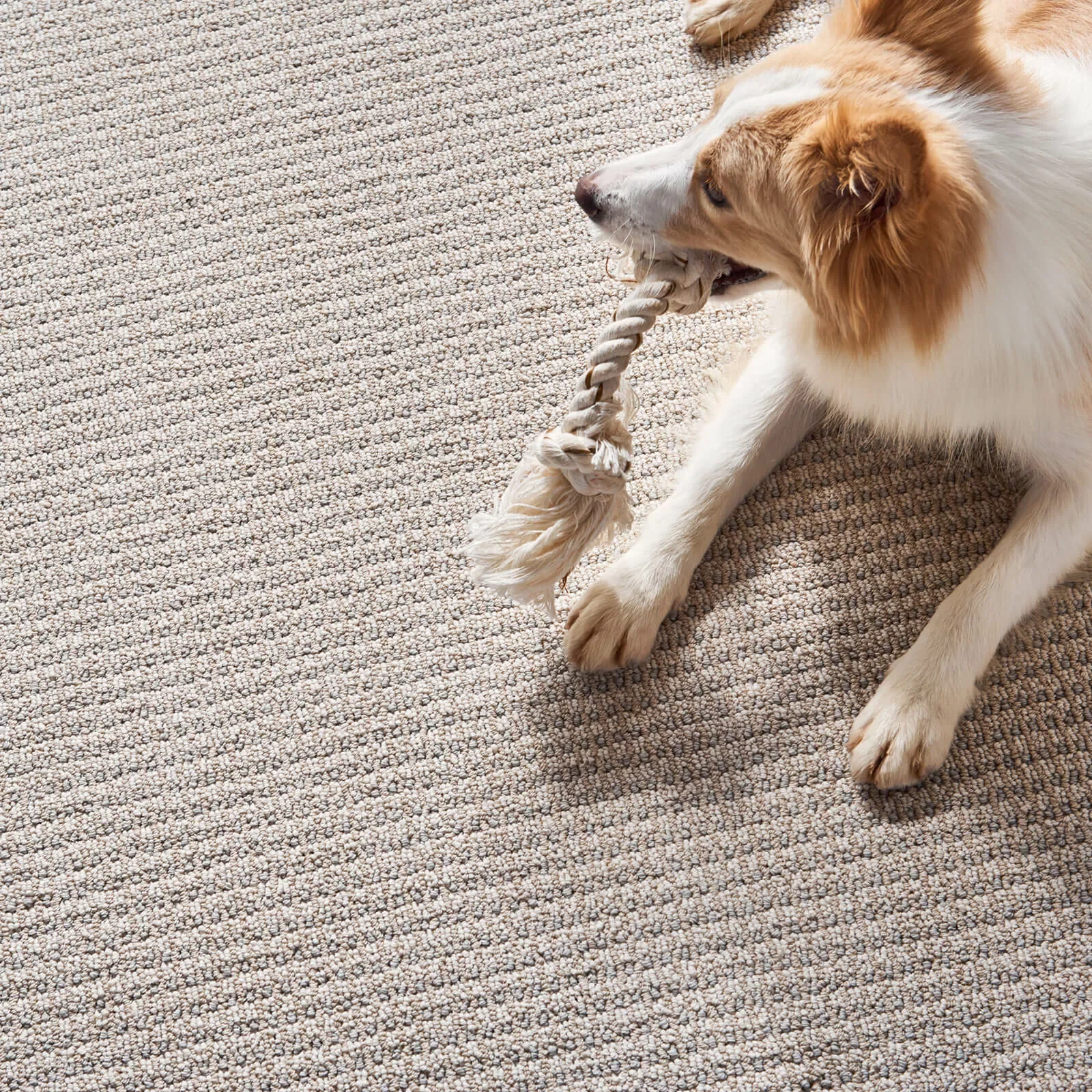Pet perfect flooring | The Flooring Center